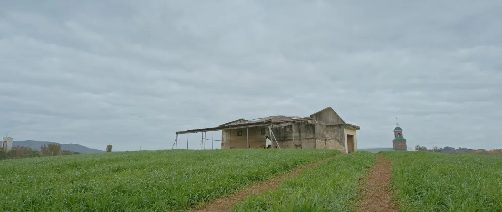 천북청보리밭-Cheonbuk-Barley-Field
