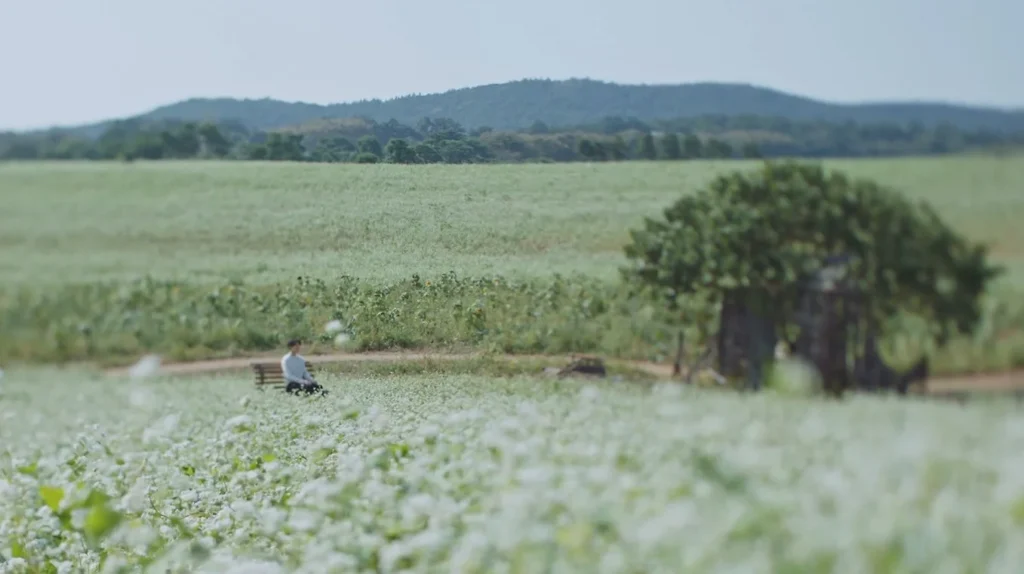 고창-학원농장-메밀밭